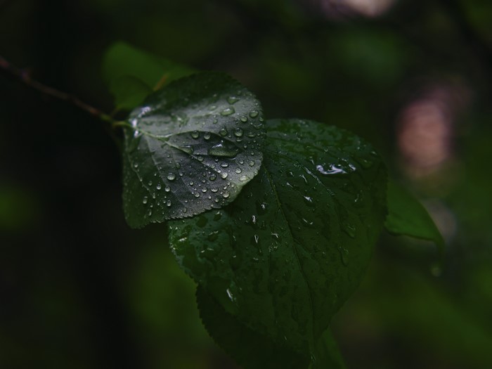 Macro shot of wet green leaves