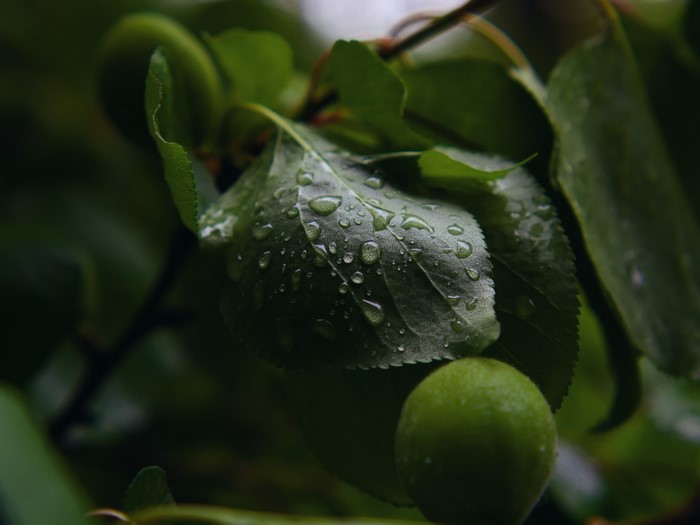 Macro shot of wet green leaves and fruit