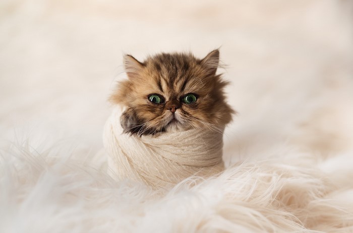 Fluffy Persian kitten wrapped in yarn