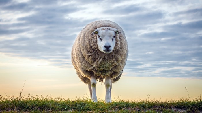 A fluffy sheep stands on a grassy hill