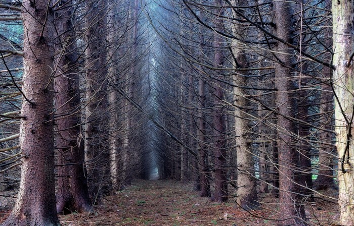 A path through a dense forest of tall, bare trees