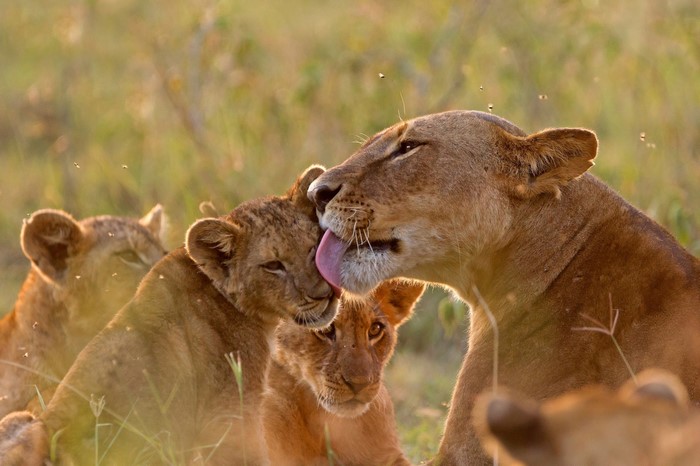 Lioness licking cubs in grassy field