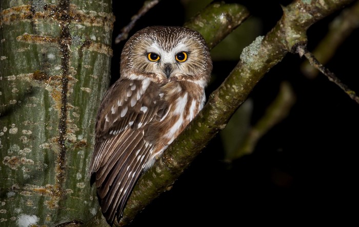 Northern Saw-whet Owl perched on a tree branch