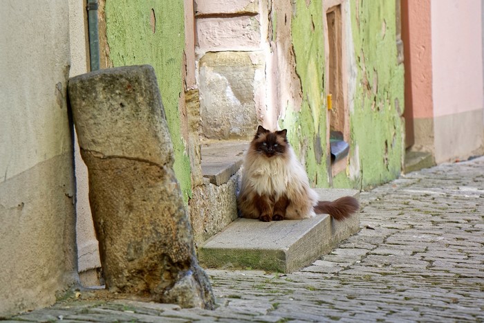 Fluffy cat sitting on steps outdoors