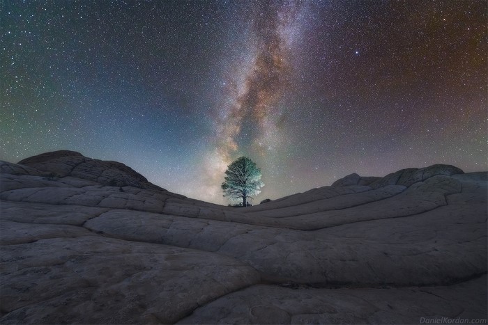 Lone tree under the Milky Way at night