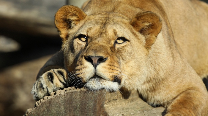 Lioness resting on a log