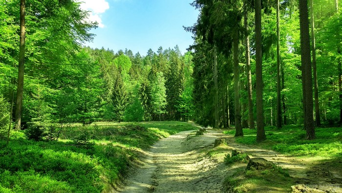 A dirt path winds through a sun-dappled forest.