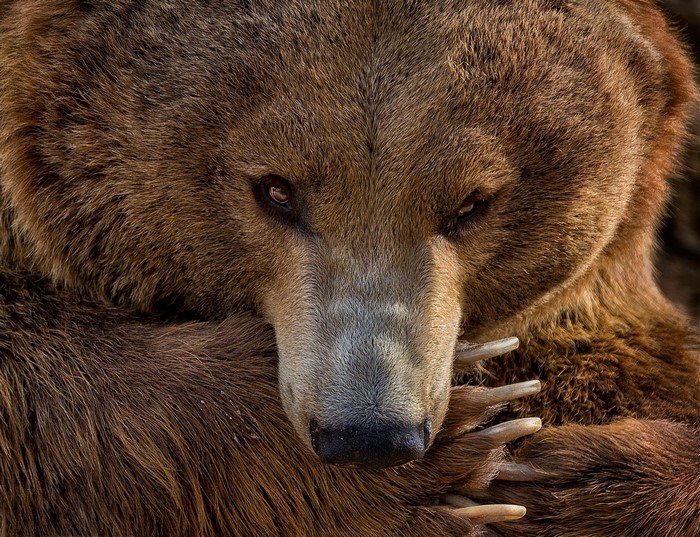 Close-up of a brown bear's face and paw