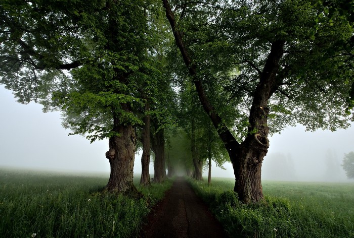 Tree-lined path through a foggy meadow