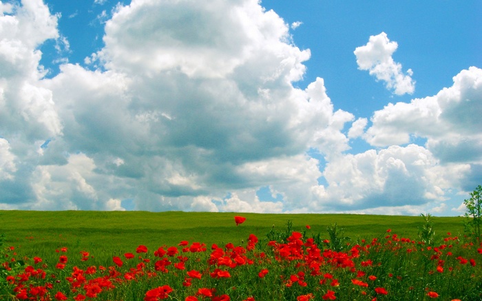 Field of red poppies under a cloudy blue sky
