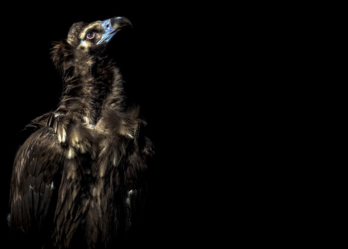 A vulture with dark feathers against a black background