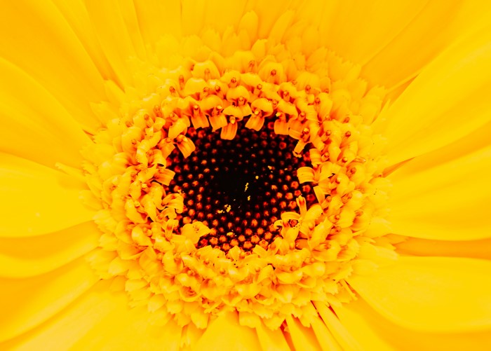 Yellow Gerbera Daisy Closeup