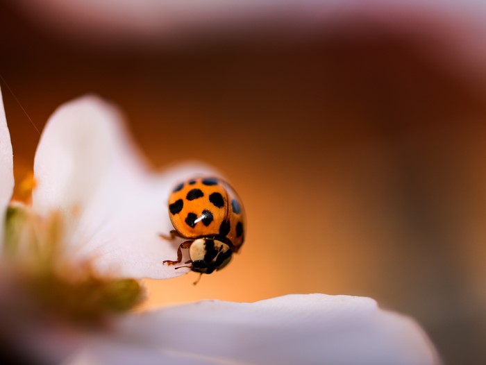 Macro shot of a ladybug on a white flower petal