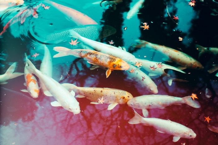 Koi fish swimming in a pond with fallen leaves