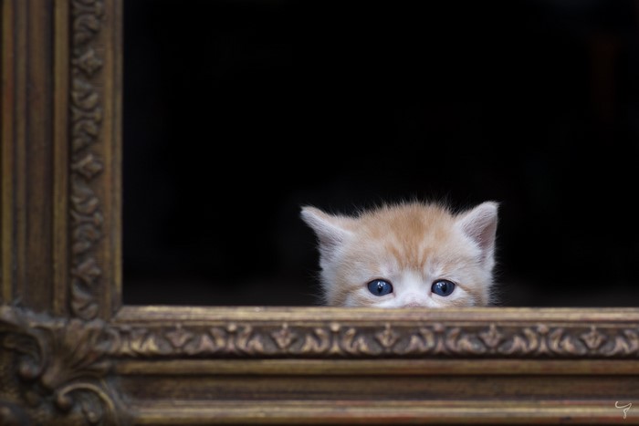 Kitten peeking over a decorative frame