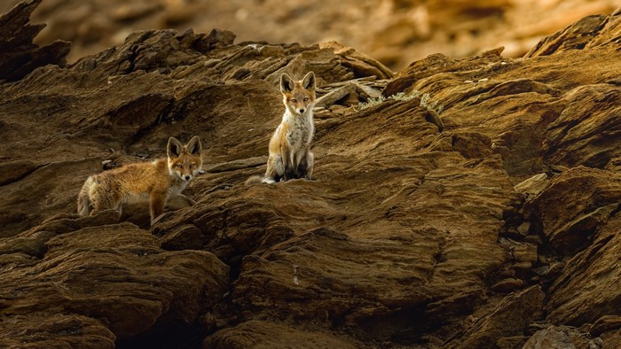 Two foxes on a rocky outcrop