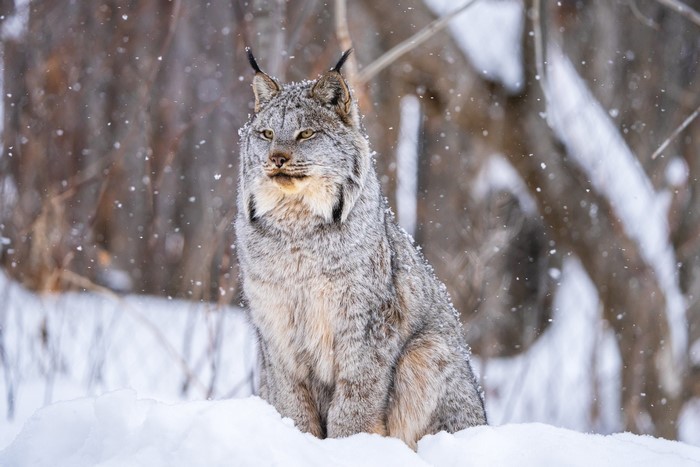Canadian Lynx sitting in the snow during winter
