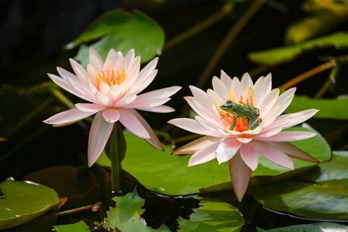 Frog on a water lily flower