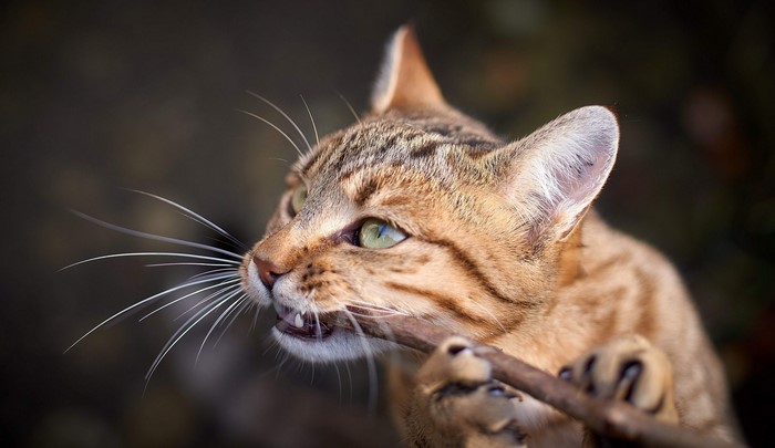 Close-up of a tabby cat biting a stick