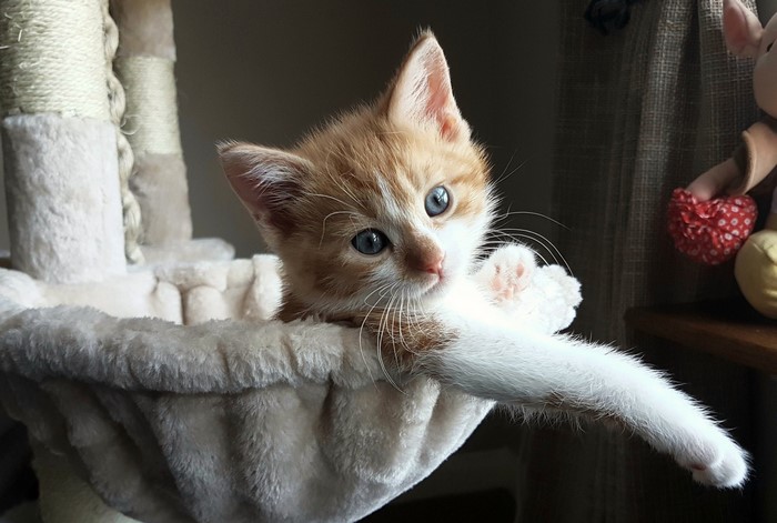 Orange and white kitten in a cat tree basket