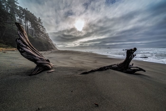 Driftwood on a foggy beach with pine trees