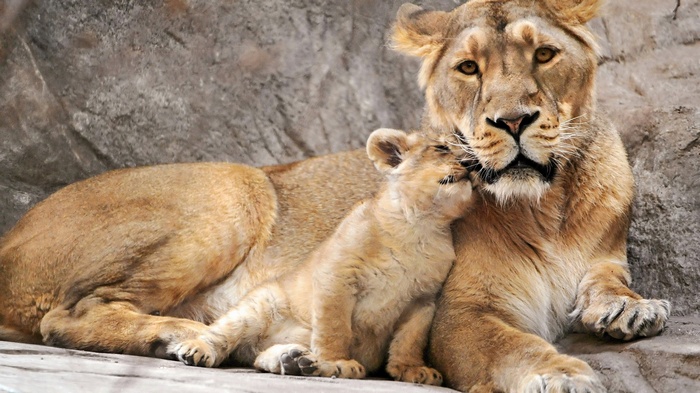 Lioness and cub resting on rocks