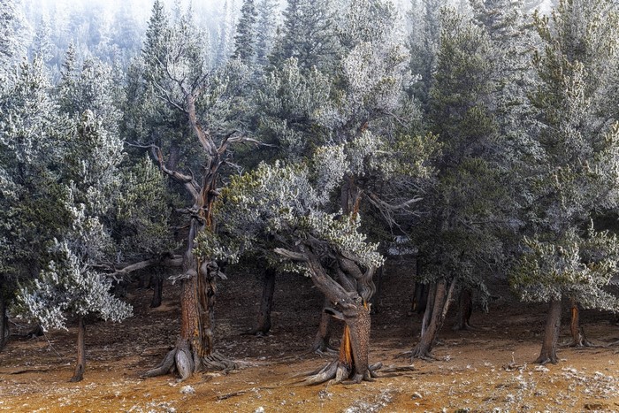 Frost-covered trees in a forest