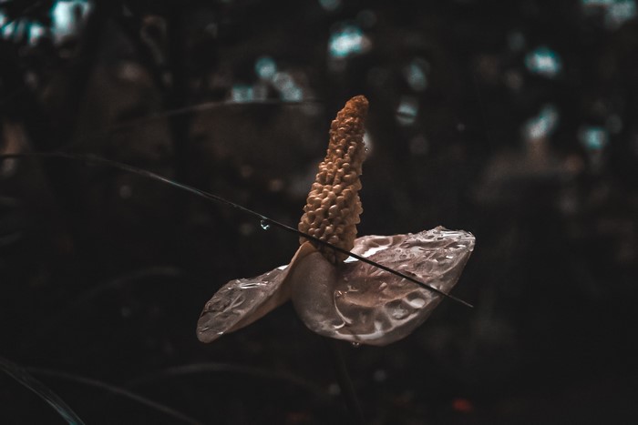 Flower with water droplets