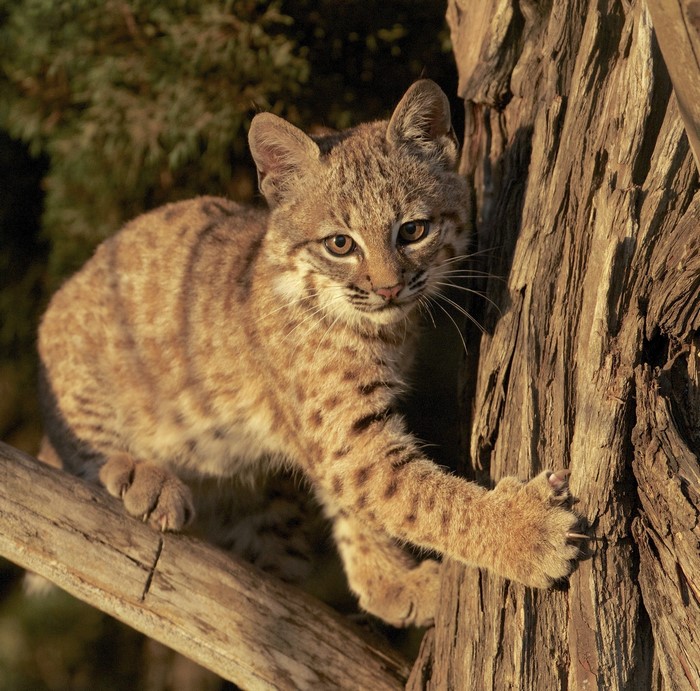 Bobcat climbing a tree trunk