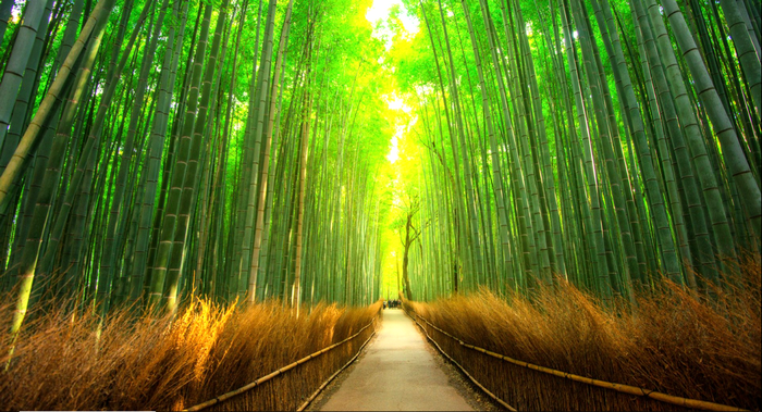 Bamboo forest pathway in Kyoto, Japan