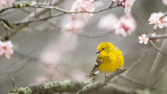 Yellow Warbler perched on a branch with pink flowers