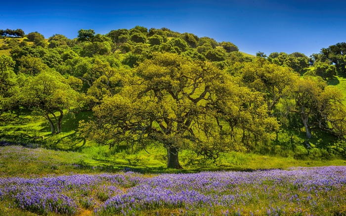 Oak tree in a field of purple flowers
