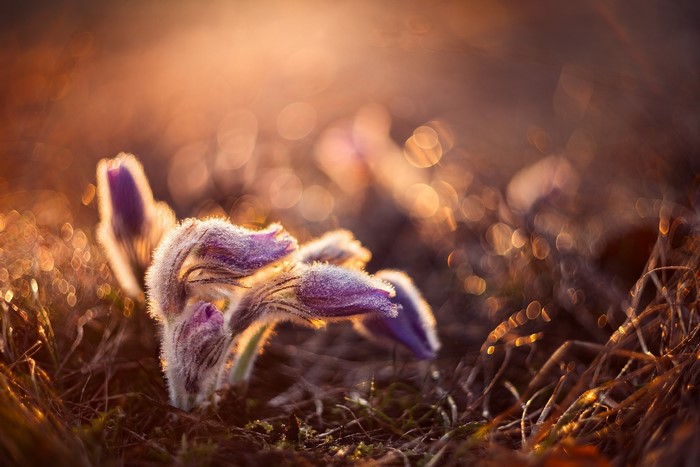 Purple pasqueflower buds in golden hour light