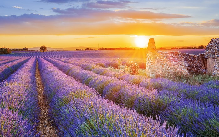 Lavender field at sunset with ruins