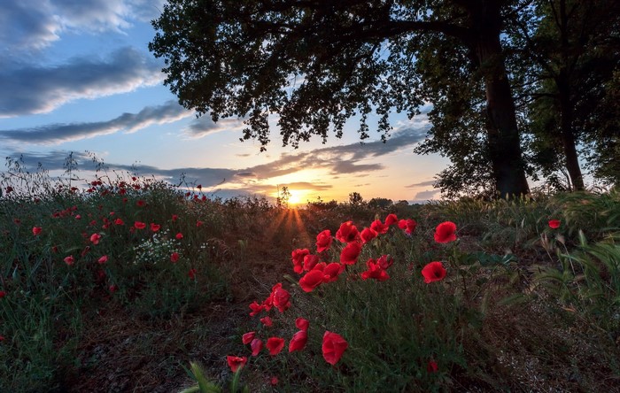 Field of red poppies at sunset with trees