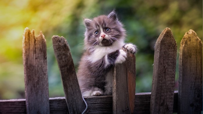 Fluffy kitten climbing on a wooden fence