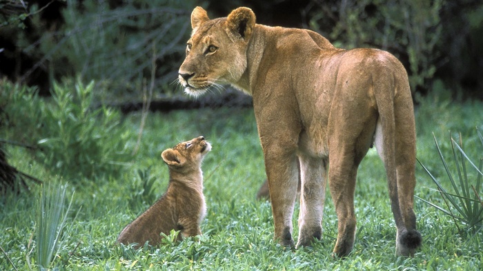 Lioness and cub in grassy field