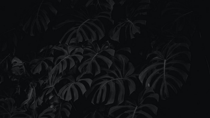 Monstera leaves in monochrome