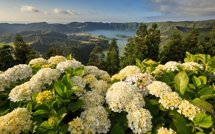 Hydrangeas overlooking a volcanic lake and mountains