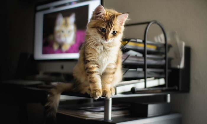 A fluffy cat sits on a desk in front of a computer