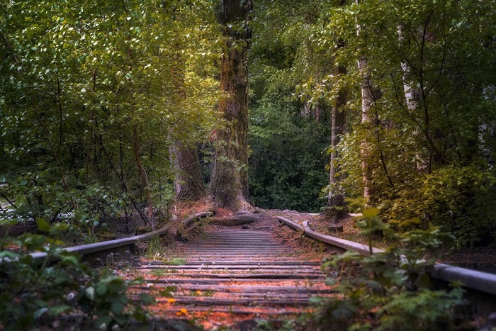 Abandoned railroad tracks in a forest