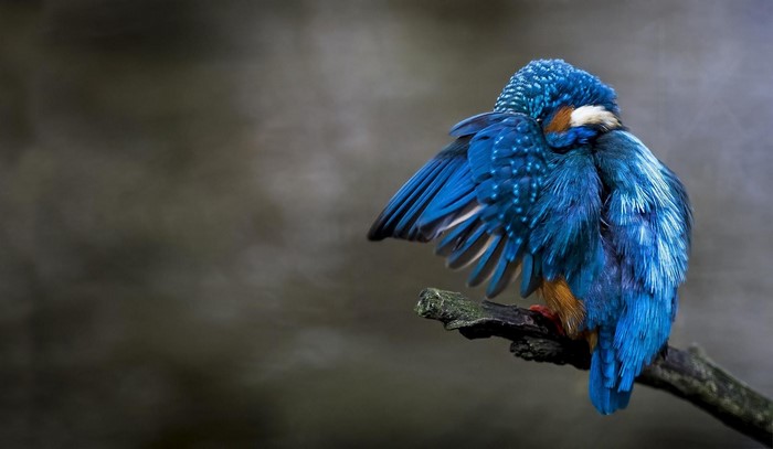Blue kingfisher bird perched on a branch