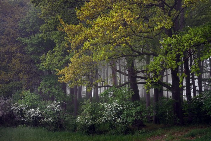 Misty forest with trees and foliage