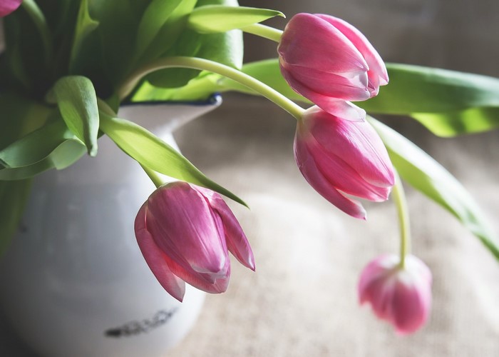 Pink tulips in a white vase