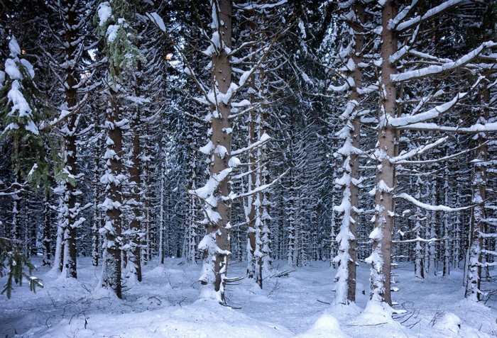 Snow covered pine forest in winter