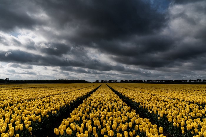 Field of yellow tulips under a dark, cloudy sky