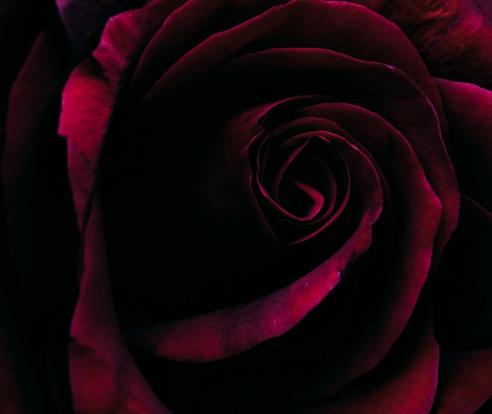 4K Macro of a Dark Red Rose