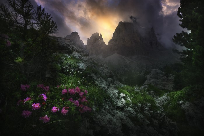 Dark mountains with pink flowers and pine tree
