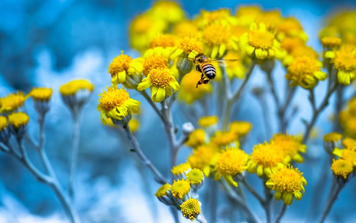 4K Yellow Flowers with Bee