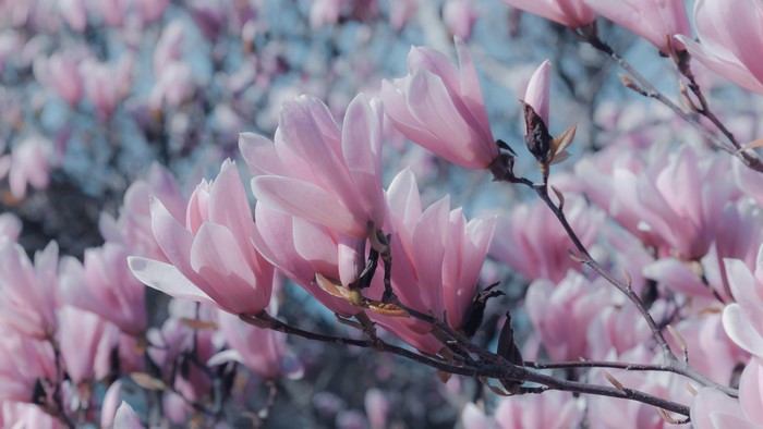 4K colorful magnolia plants